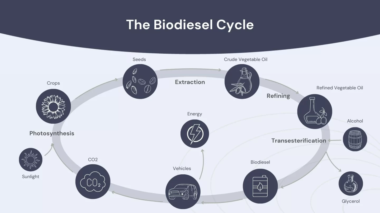 Description of the biodiesel cycle with visual elements